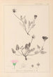 Herbier af den franske flora Pl0031 - Louis Antoine Cusin — visning af kunstværket
