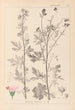 Herbier af den franske flora Pl0032 - Louis Antoine Cusin — visning af kunstværket