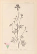 Herbier de la flore française Pl0033 - Louis Antoine Cusin — visning af kunstværket