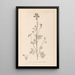 Herbier de la flore française Pl0033 - Louis Antoine Cusin — indrammet kunstværk på væggen