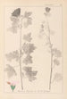 Herbier de la flore française Pl0034 - Louis Antoine Cusin — visning af kunstværket