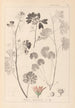 Herbier de la flore française Pl0035 - Louis Antoine Cusin — visning af kunstværket