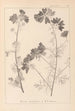 Herbier de la flore française Pl0036 - Louis Antoine Cusin — visning af kunstværket