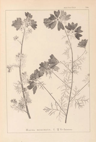 Louis Antoine Cusin - Herbier de la flore franaise Pl0036.webp