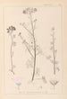 Herbier de la flore française Pl0037 - Louis Antoine Cusin — visning af kunstværket