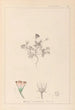 Herbier de la flore française Pl0038 - Louis Antoine Cusin — visning af kunstværket