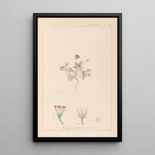 Louis Antoine Cusin - Herbier de la flore franaise Pl0038.webp