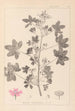 Herbier af den franske flora Pl0039 - Louis Antoine Cusin — visning af kunstværket