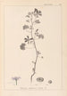 Herbier de la flore française Pl0040 - Louis Antoine Cusin — visning af kunstværket