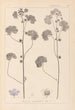 Herbier de la flore française Pl0041 - Louis Antoine Cusin — visning af kunstværket