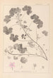 Herbier de la flore française Pl0042 - Louis Antoine Cusin — visning af kunstværket