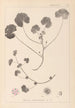 Herbier de la flore française Pl0043 - Louis Antoine Cusin — visning af kunstværket