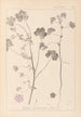 Herbier de la flore française Pl0044 - Louis Antoine Cusin — visning af kunstværket