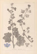 Herbier de la flore française Pl0045 - Louis Antoine Cusin — visning af kunstværket