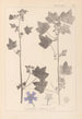 Herbier af den franske flora Pl0046 - Louis Antoine Cusin — visning af kunstværket