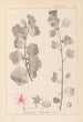 Herbier de la flore française Pl0048 - Louis Antoine Cusin — visning af kunstværket