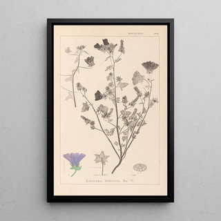 Louis Antoine Cusin - Herbier de la flore franaise Pl0049.webp