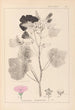 Herbier de la flore française Pl0050 - Louis Antoine Cusin — visning af kunstværket