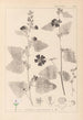 Herbier af den franske flora Pl0051 - Louis Antoine Cusin — visning af kunstværket