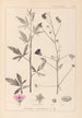 Herbier de la flore française Pl0052 - Louis Antoine Cusin — visning af kunstværket
