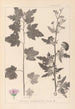 Herbier de la flore française Pl0053 - Louis Antoine Cusin — visning af kunstværket