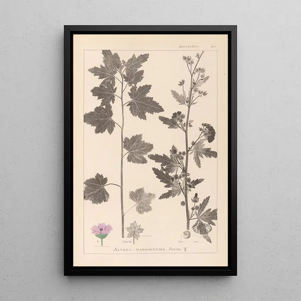 Louis Antoine Cusin - Herbier de la flore franaise Pl0053.webp