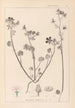 Herbier de la flore française Pl0054 - Louis Antoine Cusin — visning af kunstværket