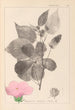 Herbier af den franske flora Pl0055 - Louis Antoine Cusin — visning af kunstværket