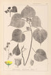 Herbier de la flore française Pl0056 - Louis Antoine Cusin — visning af kunstværket