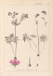 Herbier de la flore française Pl0057 - Louis Antoine Cusin — visning af kunstværket