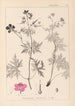 Herbier de la flore française Pl0058 - Louis Antoine Cusin — visning af kunstværket