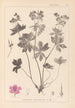 Herbier de la flore française Pl0059 - Louis Antoine Cusin — visning af kunstværket