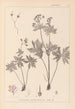 Herbier de la flore française Pl0060 - Louis Antoine Cusin — visning af kunstværket