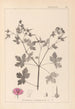 Herbier de la flore française Pl0061 - Louis Antoine Cusin — visning af kunstværket