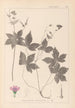 Herbier af den franske flora Pl0062 - Louis Antoine Cusin — visning af kunstværket