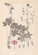 Herbier de la flore française Pl0063 - Louis Antoine Cusin — visning af kunstværket
