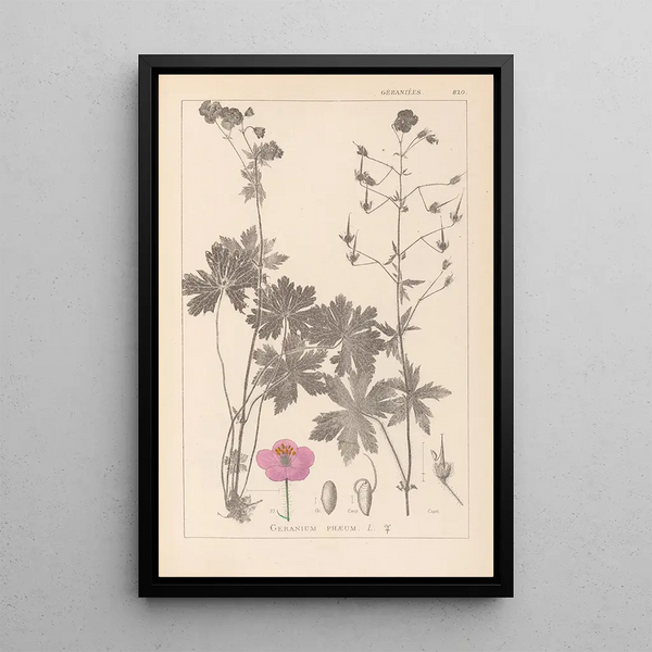 Louis Antoine Cusin - Herbier de la flore franaise Pl0063.webp