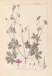 Herbier de la flore française Pl0064 - Louis Antoine Cusin — visning af kunstværket