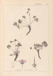 Herbier de la flore française Pl0066 - Louis Antoine Cusin — visning af kunstværket