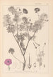 Herbier de la flore française Pl0067 - Louis Antoine Cusin — visning af kunstværket