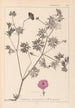 Herbier de la flore française Pl0068 - Louis Antoine Cusin — visning af kunstværket