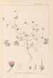Herbier de la flore française Pl0069 - Louis Antoine Cusin — visning af kunstværket