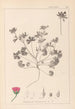 Herbier de la flore française Pl0070 - Louis Antoine Cusin — visning af kunstværket