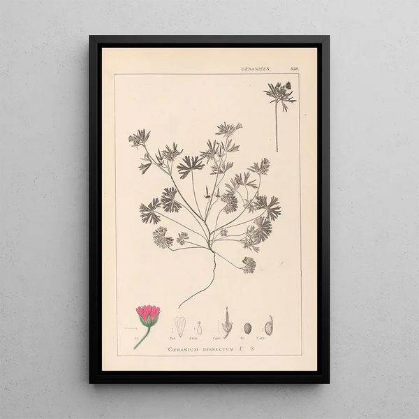 Louis Antoine Cusin - Herbier de la flore franaise Pl0070.webp