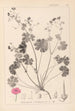 Herbier de la flore française Pl0071 - Louis Antoine Cusin — visning af kunstværket