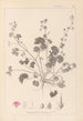 Herbier de la flore française Pl0072 - Louis Antoine Cusin — visning af kunstværket