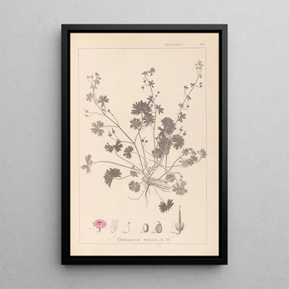 Louis Antoine Cusin - Herbier de la flore franaise Pl0072.webp