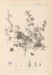 Herbier de la flore française Pl0073 - Louis Antoine Cusin — visning af kunstværket