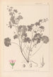 Herbier de la flore française Pl0074 - Louis Antoine Cusin — visning af kunstværket