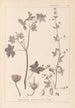 Herbier de la flore française Pl0075 - Louis Antoine Cusin — visning af kunstværket